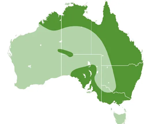  map of Australia, highlighting in green the distribution areas of the Blue-tongue Lizard