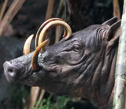 Unveiling the Babirusa's Appearance