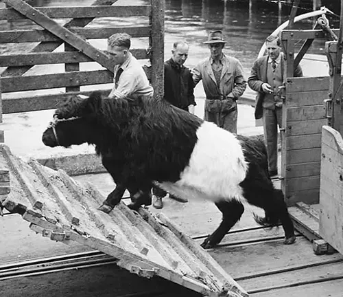 Origins and History Belted Galloway Cattle
