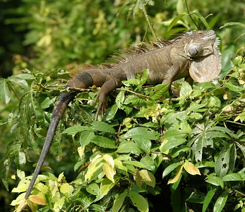 large iguana basking atop dense green foliage, indicative of a well-maintained captivity setting that mimics its natural habitat