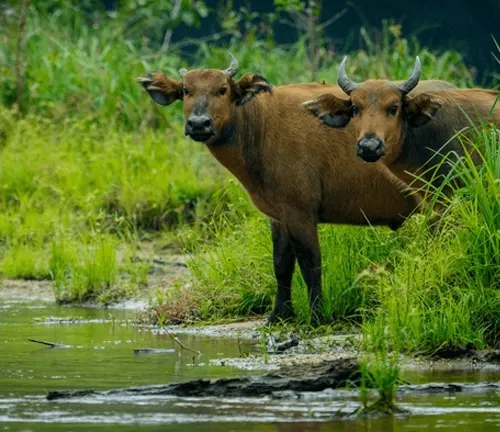 African Forest Buffalo