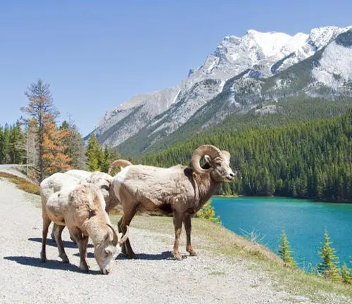 Bighorn sheep grazing near a turquoise lake with snow-capped mountains at Banff National Park