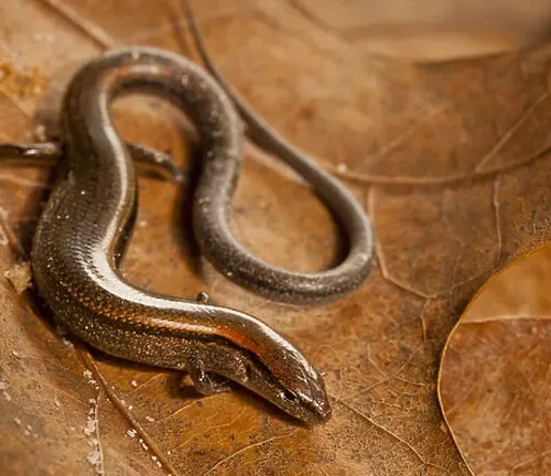 Ground Skink, a small, dark-colored lizard with shiny scales