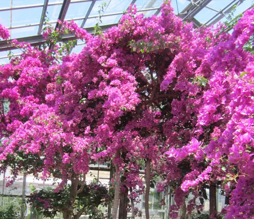 a beautiful flowering tree with abundant pink blossoms, housed within a greenhouse