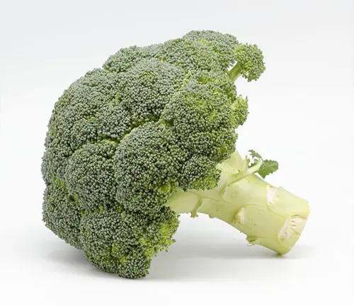 single, fresh broccoli crown with a vibrant green color