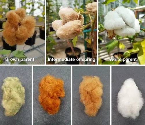divided into two rows showcasing different varieties of cotton plants and their harvested cotton
