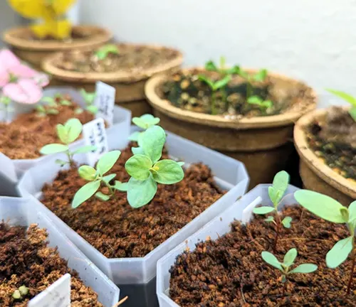 collection of young plants growing in various containers. In the foreground, there are small green seedlings sprouting from soil-filled plastic trays