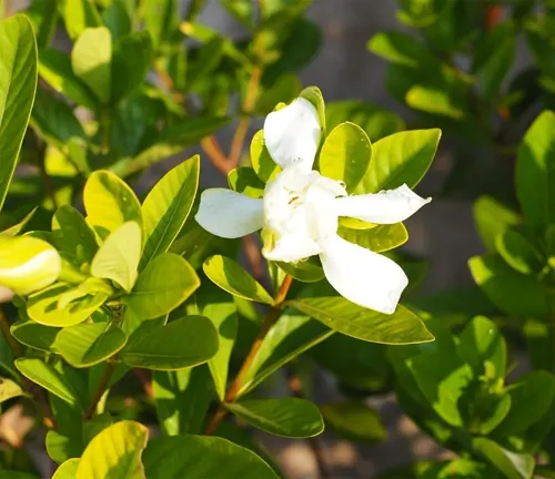 White flower blooming amidst vibrant green leaves, illuminated by sunlight