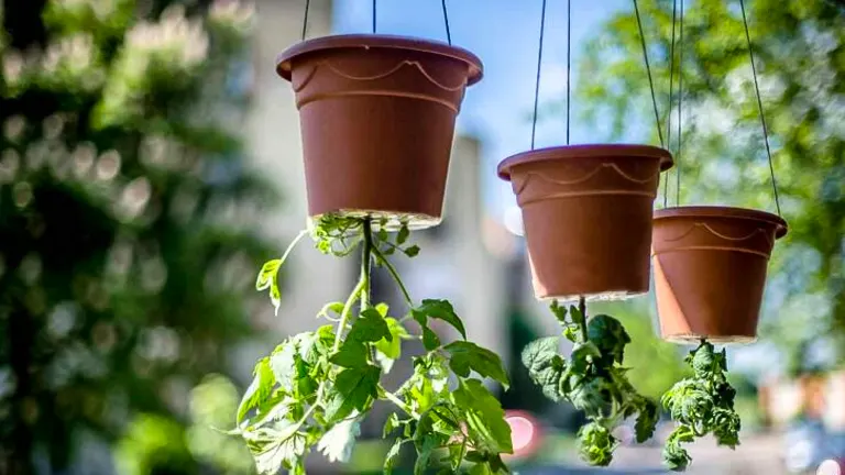 three brown pots suspended in the air, each containing a tomato plant growing upside down