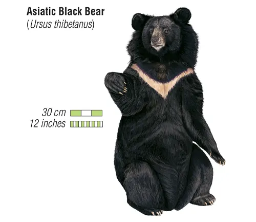 Asiatic Black Bear Physical Characteristics