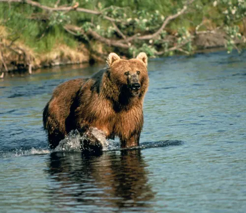 Brown bear wading through a river in a forest