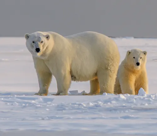 polar bear and its cub standing on a snowy landscape in the Arctic