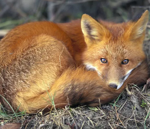 vibrant red fox curled up attentively in a natural setting