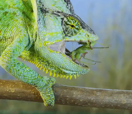Chameleon's sticky tongue capturing an unsuspecting grasshopper, illustrating its insectivorous diet.