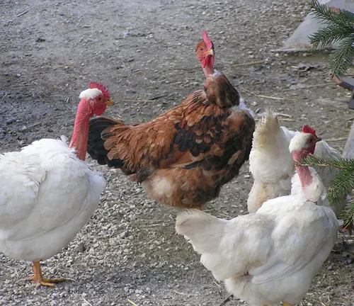 Selective Breeding Naked Neck Chicken