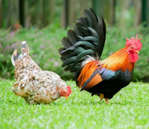 Belgian d'Uccle Chicken