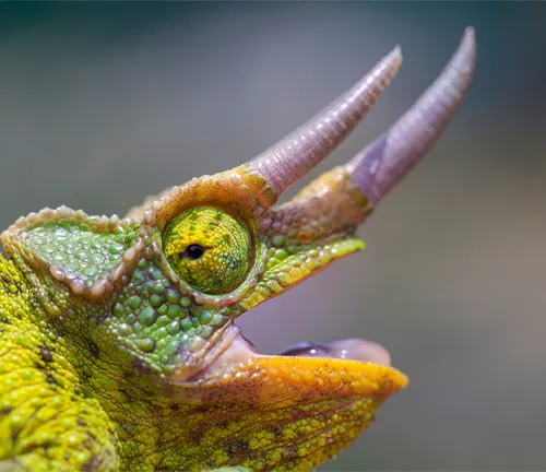 Close-up of Green Jackson’s Chameleon
