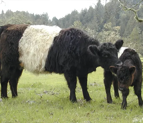 Robust Build Belted Galloway Cattle