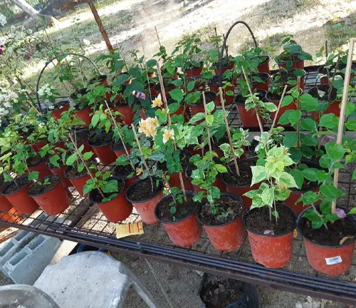 multiple potted plants arranged on a metal shelf