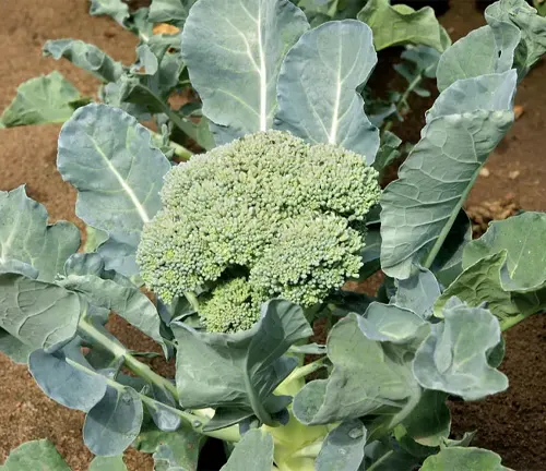 a broccoli plant growing in the ground