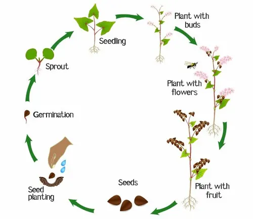 Circular diagram depicting the life cycle of a cotton plant