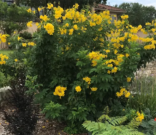 a vibrant and healthy Esperanza plant in full bloom with numerous bright yellow flowers