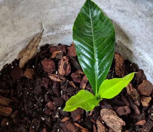 Young plant with vibrant green leaves growing in rich, dark soil mixed with small rocks
