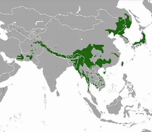 Asiatic Black Bear Geographic Distribution