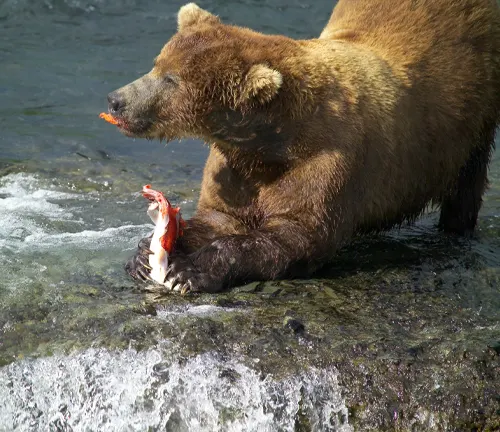 Brown bear catching a fish in a river