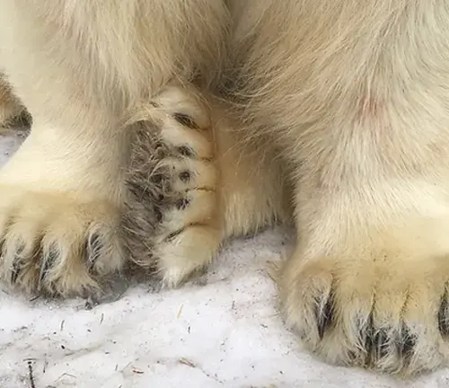 close-up of a polar bear’s paws on snowy ground