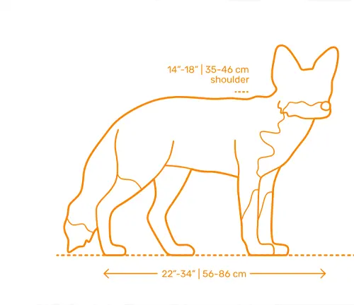 Outline of a red fox with measurements indicating its size: 14’‘-18’’ in shoulder height and 22’‘-34’’ in length