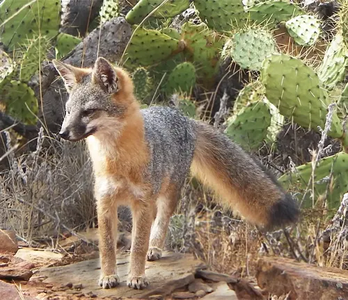Island Fox standing on a rock amidst cacti