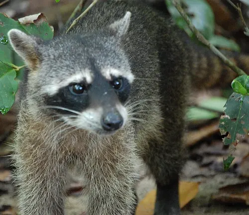 Crab-eating Raccoon