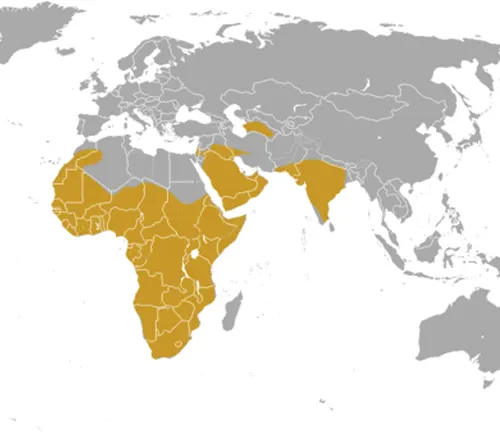 World map highlighting the distribution of Honey Badger habitat in yellow, predominantly in Africa and parts of the Middle East and India
