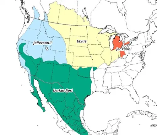 American Badger Habitat and Distribution