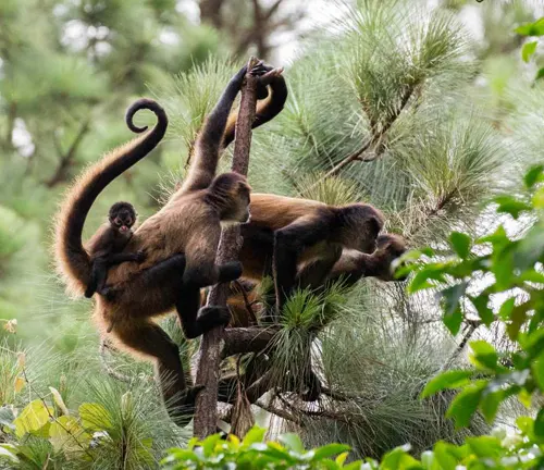 Group of spider monkeys swinging amidst green foliage in a forest