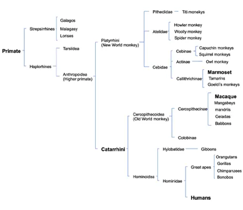 Macaques Monkey Classification and Species