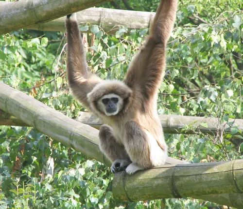 Lar Gibbon hanging from a tree branch in a forest