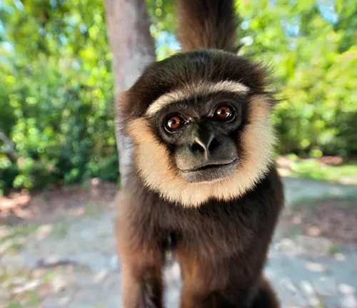 Agile Gibbon with dark brown fur in a green habitat
