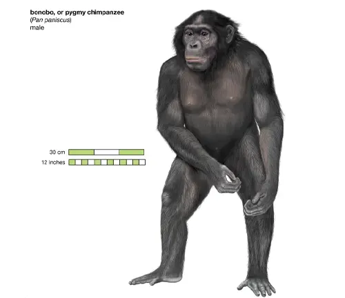 Bonobo Physical Characteristics