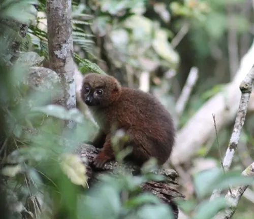 Red-Bellied Lemur Inhabiting Deciduous Forests