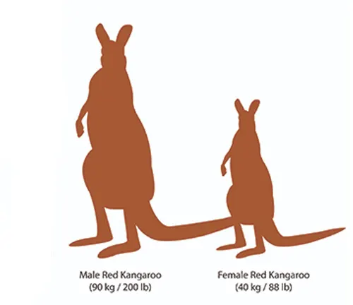 Size and Weight Red Kangaroo