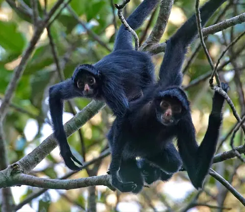 Spider monkey with obscured face hanging upside down from tree branches in a forest