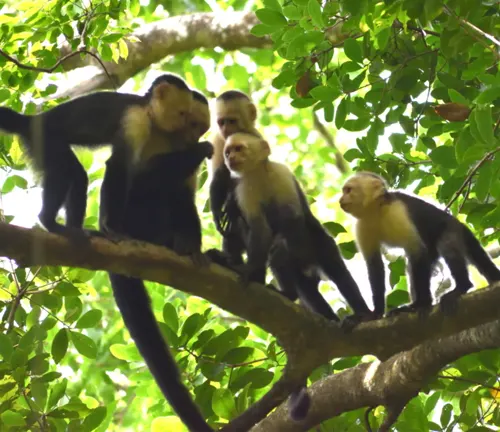 Group of Capuchin Monkeys 