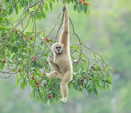 Lar Gibbon reaching for red berries, depicting its diet and feeding habits