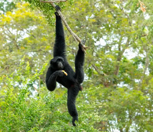 Siamang Gibbon hanging from a tree branch amidst lush greenery