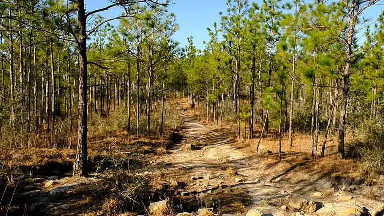 A serene trail through tall pines in Kisatchie National Forest on a clear day