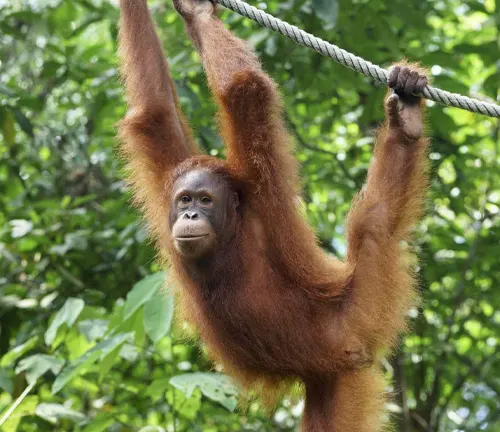 Sumatran orangutan hanging from a rope in a forested environment