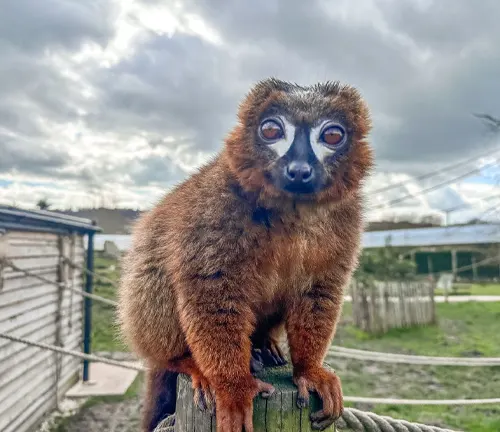Red-Bellied Lemur Surviving in Semi-Arid Regions