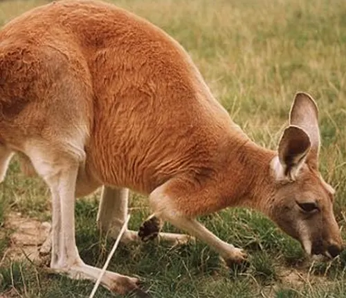 Red Kangaroo Reddish Fur